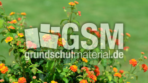 Wandelröschen (3).jpg